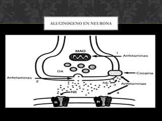 ALUCINOGENO EN NEURONA
 