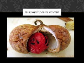 ALUCINOGENO-NUEZ MOSCADA
 