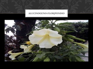 ALUCINOGENO-FLOR[PONDIO
 