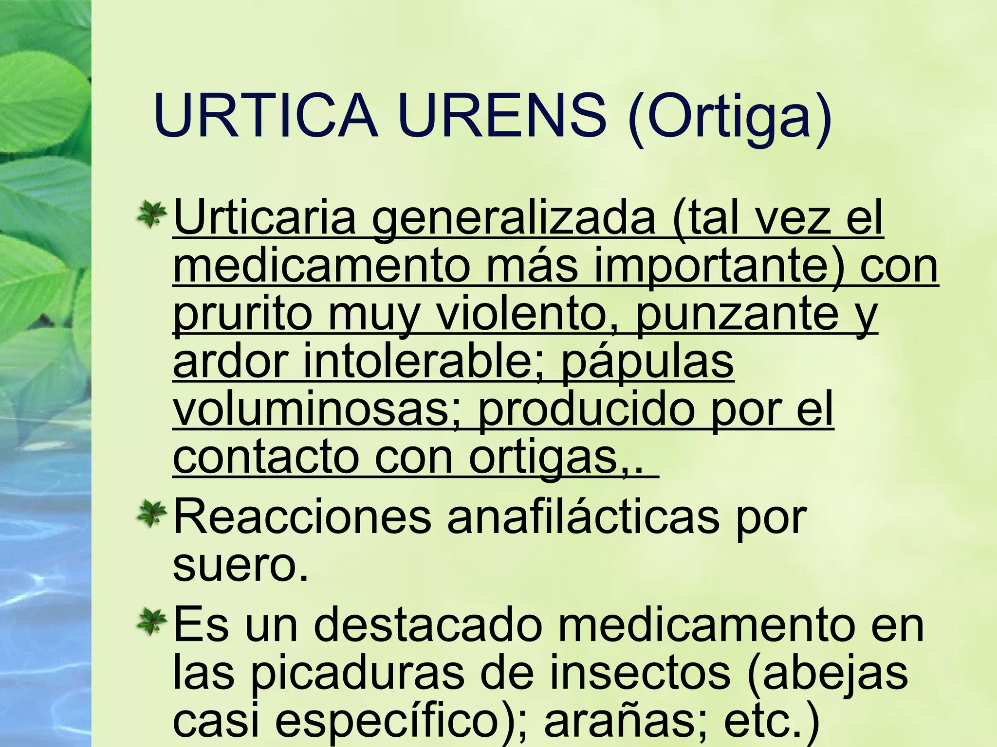 URTICA URENS (Ortiga) Urticaria generalizada (tal vez el medicamento más importante) con prurito muy violento, punzante y ardor intolerable; pápulas voluminosas; producido por el contacto con ortigas,.  Reacciones anafilácticas por suero.  Es un destacado medicamento en las picaduras de insectos (abejas casi específico); arañas; etc.) 