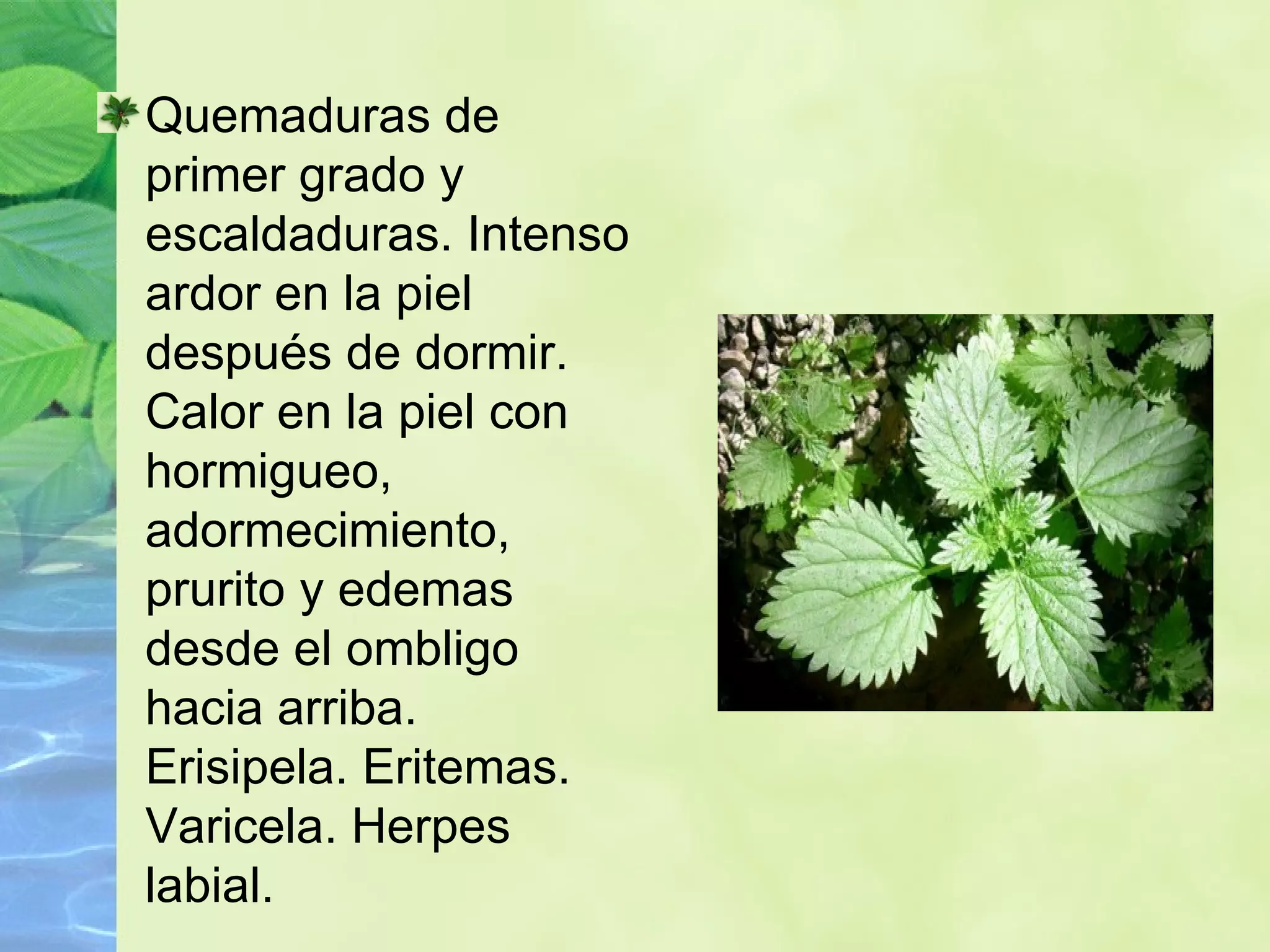 Quemaduras de primer grado y escaldaduras. Intenso ardor en la piel después de dormir. Calor en la piel con hormigueo, adormecimiento, prurito y edemas desde el ombligo hacia arriba. Erisipela. Eritemas. Varicela. Herpes labial. 