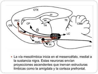  La vía mesolímbica inicia en el mesencéfalo, medial a
la sustancia nigra. Estas neuronas envían
proyecciones ascendentes que inervan estructuras
límbicas como la amígdala y la corteza prefrontal.
 