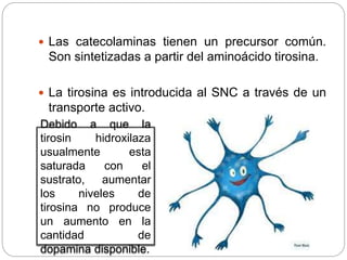  Las catecolaminas tienen un precursor común.
Son sintetizadas a partir del aminoácido tirosina.
 La tirosina es introducida al SNC a través de un
transporte activo.
Debido a que la
tirosin hidroxilaza
usualmente esta
saturada con el
sustrato, aumentar
los niveles de
tirosina no produce
un aumento en la
cantidad de
dopamina disponible.
 