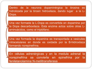 Dentro de la neurona dopaminérgica la tirosina es
hidrolizada por la tirosin hidroxilaza, dando lugar a la L-
Dopa.
Una vez formada la L-Dopa es convertida en dopamina por
la Dopa descarboxilaza. Esta enzima actúa sobre otras L-
aminoácidos, como el triptófano.
Una vez formada la dopamina es transportada a vesiculas
intracelulares en donde es oxidada por la B-hidroxilaza
formando norepinefrina.
En células adrenérgicas y en la medula adrenal la
norepinefrina se convierte en epinefrina por la
feniletanolamina N-metiltransferasa
 