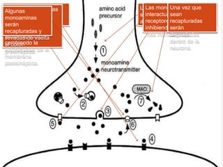 Síntesis, degradación y
almacenamiento.
 Las monoaminas son sintetizadas dentro de las
neuronas por aminoácidos precursores en común
para posteriormente ser transportadas en
vesículas a las sinapsis.
 Una vez liberadas las monoaminas interactúan
sobre los receptores post y presinápticos. Así
mismo pueden ser recapturadas por la
membrana presináptica.
Las monoaminas son
sintetizadas a partir de los
aminoácidos precursores
Las monoaminas son
introducidas en
vesículas sinápticas.
Bajo algún estimulo
las monoaminas se
liberan al espacio
sináptico.
Una vez liberadas las
monoaminas
interactúan con los
receptores
postsinápticos,
cambiando la
excitabilidad de la
membrana
postsináptica.
Las monoaminas
interactuarán con
receptores presinápticos
inhibiendo la liberación de
más monoaminas.
Algunas
monoaminas
serán
recapturadas y
llevadas de vuelta
al botón
presináptico.
Una vez que
sean
recapturadas
serán
degradadas
dentro de la
neurona.
 