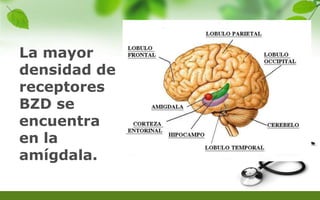 La mayor
densidad de
receptores
BZD se
encuentra
en la
amígdala.
 