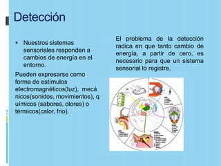 Detección
                                 El problema de la detección
 Nuestros sistemas
                                 radica en que tanto cambio de
  sensoriales responden a
                                 energía, a partir de cero, es
  cambios de energía en el
                                 necesario para que un sistema
  entorno.
                                 sensorial lo registre.
Pueden expresarse como
forma de estímulos
electromagnéticos(luz), mecá
nicos(sonidos, movimientos), q
uímicos (sabores, olores) o
térmicos(calor, frio).
 