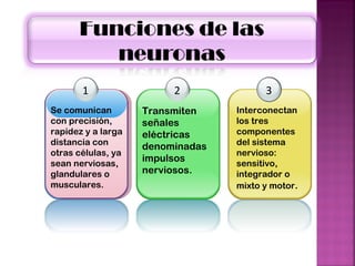 1 Se comunican con precisión, rapidez y a larga distancia con otras células, ya sean nerviosas, glandulares o musculares. 2 Transmiten señales eléctricas denominadas impulsos nerviosos. 3 Interconectan los tres componentes del sistema nervioso: sensitivo, integrador o mixto y motor . 