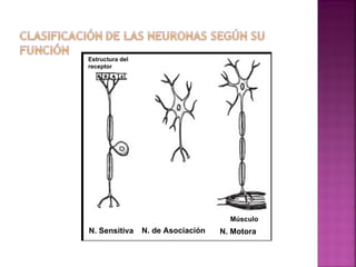 N. Sensitiva N. de Asociación N. Motora Músculo Estructura del receptor 