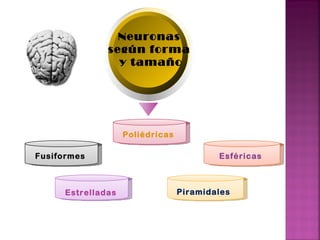 Neuronas  según  forma  y tamaño Poliédricas  Fusiformes   Estrelladas   Esféricas   Piramidales  Text 