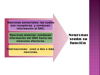 Neuronas sensoriales: las cuales son receptoras  y conducen  información al SNC. Neuronas motoras: conducen  información del SNC hacia los  músculos efectores. Interneuronas:  unen a dos o  más   neuronas. Neuronas según su función  