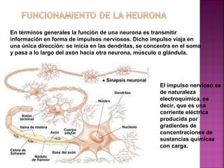 El impulso nervioso es de naturaleza electroquímica, es decir, que es una corriente eléctrica producida por gradientes de concentraciones de sustancias químicas con carga. En términos generales la función de una neurona es transmitir información en forma de impulsos nerviosos. Dicho impulso viaja en una única dirección: se inicia en las dendritas, se concentra en el soma y pasa a lo largo del axón hacia otra neurona, músculo o glándula. 