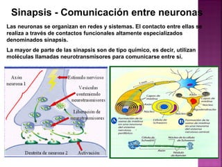 Sinapsis - Comunicación entre neuronas  Las neuronas se organizan en redes y sistemas. El contacto entre ellas se realiza a través de contactos funcionales altamente especializados denominados sinapsis.  La mayor de parte de las sinapsis son de tipo químico, es decir, utilizan moléculas llamadas neurotransmisores para comunicarse entre sí. 