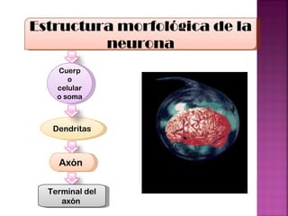 Estructura morfológica de la neurona Cuerpo celular o soma Dendritas  Axón  Terminal del axón  