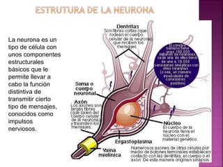 La neurona es un tipo de célula con unos componentes estructurales básicos que le permite llevar a cabo la función distintiva de transmitir cierto tipo de mensajes, conocidos como impulsos nerviosos.  