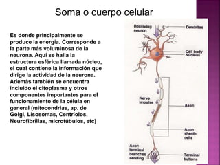 Soma o cuerpo celular Es donde principalmente se produce la energía. Corresponde a la parte más voluminosa de la neurona. Aquí se halla la estructura esférica llamada núcleo, el cual contiene la información que dirige la actividad de la neurona. Además también se encuentra incluido el citoplasma y otros componentes importantes para el funcionamiento de la célula en general (mitocondrias, ap. de Golgi, Lisosomas, Centriolos, Neurofibrillas, microtúbulos, etc) 