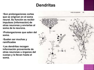 Son prolongaciones cortas que se originan en el soma neural. Su función es recibir impulsos (información) de otras neuronas y enviarlas al soma de la neurona. Prolongaciones que salen del soma. Suelen ser muchas y ramificadas Las dendritas recogen información proveniente de otras neuronas u órganos del cuerpo y la llevan hasta el soma. Dendritas 