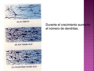 Durante el crecimiento aumenta el número de dendritas. 