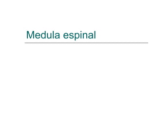 Medula espinal 
