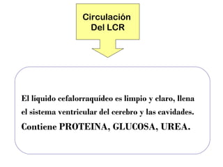 Psicofisio i.proteccion.cerebro | PPT