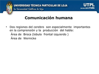 Comunicación humana Dos regiones del cerebro  son especialmente  importantes en la comprensión y la  producción  del habla: Área de  Broca (lobulo  frontal izquierdo ) Área de  Wernicke 