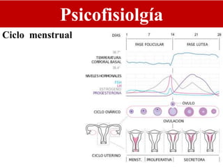 Psicofisiolgía
Ciclo menstrual
 