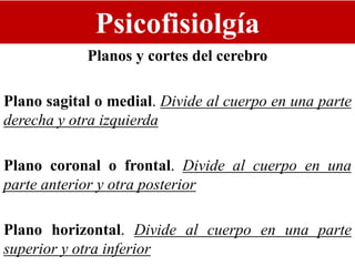 Psicofisiolgía
Planos y cortes del cerebro
Plano sagital o medial. Divide al cuerpo en una parte
derecha y otra izquierda
Plano coronal o frontal. Divide al cuerpo en una
parte anterior y otra posterior
Plano horizontal. Divide al cuerpo en una parte
superior y otra inferior
 