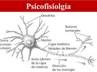Psicofisiolgía
 