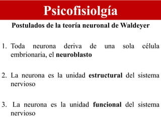 Psicofisiolgía
Postulados de la teoría neuronal de Waldeyer
1. Toda neurona deriva de una sola célula
embrionaria, el neuroblasto
2. La neurona es la unidad estructural del sistema
nervioso
3. La neurona es la unidad funcional del sistema
nervioso
 