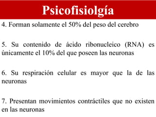 Psicofisiolgía
4. Forman solamente el 50% del peso del cerebro
5. Su contenido de ácido ribonucleico (RNA) es
únicamente el 10% del que poseen las neuronas
6. Su respiración celular es mayor que la de las
neuronas
7. Presentan movimientos contráctiles que no existen
en las neuronas
 