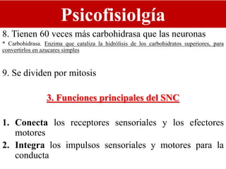 Psicofisiolgía
8. Tienen 60 veces más carbohidrasa que las neuronas
* Carbohidrasa. Enzima que cataliza la hidrólisis de los carbohidratos superiores, para
convertirlos en azucares simples
9. Se dividen por mitosis
3. Funciones principales del SNC
1. Conecta los receptores sensoriales y los efectores
motores
2. Integra los impulsos sensoriales y motores para la
conducta
 
