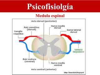 Psicofisiolgía
Medula espinal
 