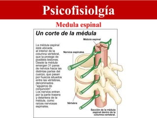 Psicofisiolgía
Medula espinal
 