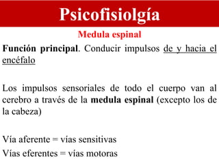 Psicofisiolgía
Medula espinal
Función principal. Conducir impulsos de y hacia el
encéfalo
Los impulsos sensoriales de todo el cuerpo van al
cerebro a través de la medula espinal (excepto los de
la cabeza)
Vía aferente = vías sensitivas
Vías eferentes = vías motoras
 