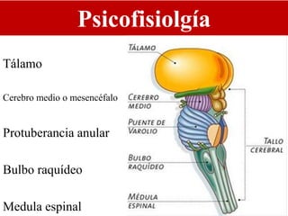 Psicofisiolgía
Tálamo
Cerebro medio o mesencéfalo
Protuberancia anular
Bulbo raquídeo
Medula espinal
 