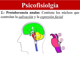 Psicofisiolgía
2.- Protuberancia anular. Contiene los núcleos que
controlan la salivación y la expresión facial
 