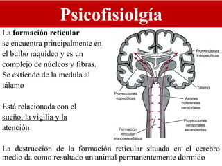 Psicofisiolgía
La formación reticular
se encuentra principalmente en
el bulbo raquídeo y es un
complejo de núcleos y fibras.
Se extiende de la medula al
tálamo
Está relacionada con el
sueño, la vigilia y la
atención
La destrucción de la formación reticular situada en el cerebro
medio da como resultado un animal permanentemente dormido
 