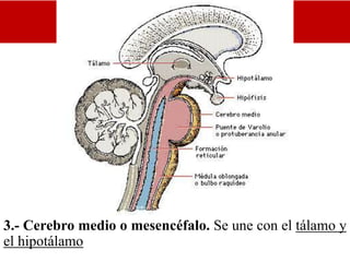 Psicofisiolgía
3.- Cerebro medio o mesencéfalo. Se une con el tálamo y
el hipotálamo
 