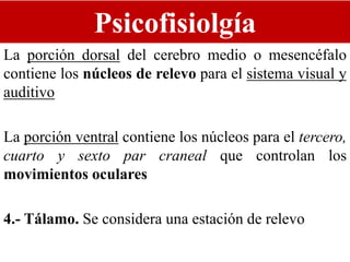 Psicofisiolgía
La porción dorsal del cerebro medio o mesencéfalo
contiene los núcleos de relevo para el sistema visual y
auditivo
La porción ventral contiene los núcleos para el tercero,
cuarto y sexto par craneal que controlan los
movimientos oculares
4.- Tálamo. Se considera una estación de relevo
 