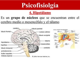 Psicofisiolgía
4. Hipotálamo
Es un grupo de núcleos que se encuentran entre el
cerebro medio o mesencéfalo y el tálamo
 