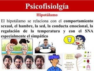 Psicofisiolgía
Hipotálamo
El hipotálamo se relaciona con el comportamiento
sexual, el hambre, la sed, la conducta emocional, la
regulación de la temperatura y con el SNA
especialmente el simpático
 