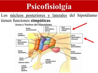 Psicofisiolgía
Los núcleos posteriores y laterales del hipotálamo
tienen funciones simpáticas
 