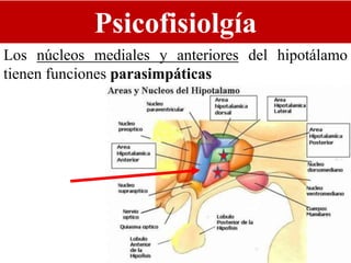 Psicofisiolgía
Los núcleos mediales y anteriores del hipotálamo
tienen funciones parasimpáticas
 