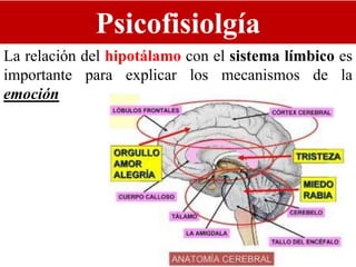 Psicofisiolgía
La relación del hipotálamo con el sistema límbico es
importante para explicar los mecanismos de la
emoción
 
