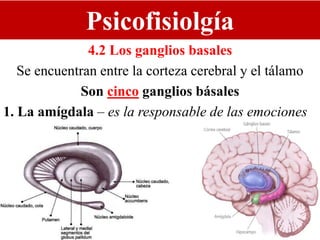 Psicofisiolgía
4.2 Los ganglios basales
Se encuentran entre la corteza cerebral y el tálamo
Son cinco ganglios básales
1. La amígdala – es la responsable de las emociones
 