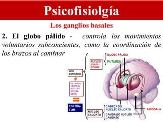 Psicofisiolgía
Los ganglios basales
2. El globo pálido - controla los movimientos
voluntarios subconcientes, como la coordinación de
los brazos al caminar
 