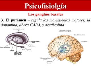 Psicofisiolgía
Los ganglios basales
3. El putamen – regula los movimientos motores, la
dopamina, libera GABA, y acetilcolina
 