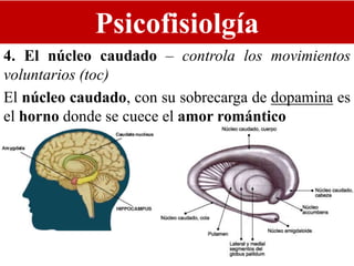 Psicofisiolgía
4. El núcleo caudado – controla los movimientos
voluntarios (toc)
El núcleo caudado, con su sobrecarga de dopamina es
el horno donde se cuece el amor romántico
 