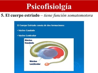 Psicofisiolgía
5. El cuerpo estriado – tiene función somatomotora
 