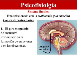 Psicofisiolgía
Sistema límbico
Está relacionado con la motivación y la emoción
Consta de cuatro partes
1. El giro cingulado
Se encuentra
involucrado en la
formación de emociones
y en las obsesiones.
 